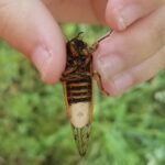 cicada infected with fungus